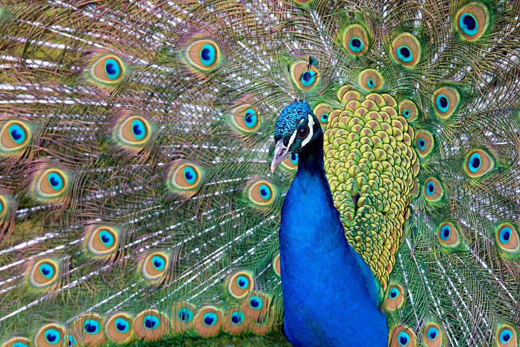 vogels vogel hdr fauna natuur aves zang vliegen vrij